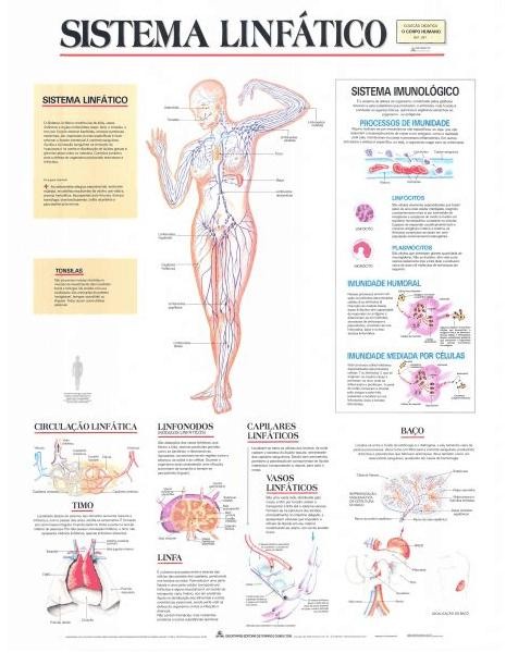 Mapa Mental Sistema Linf Tico Ci Ncia Hotmart Off